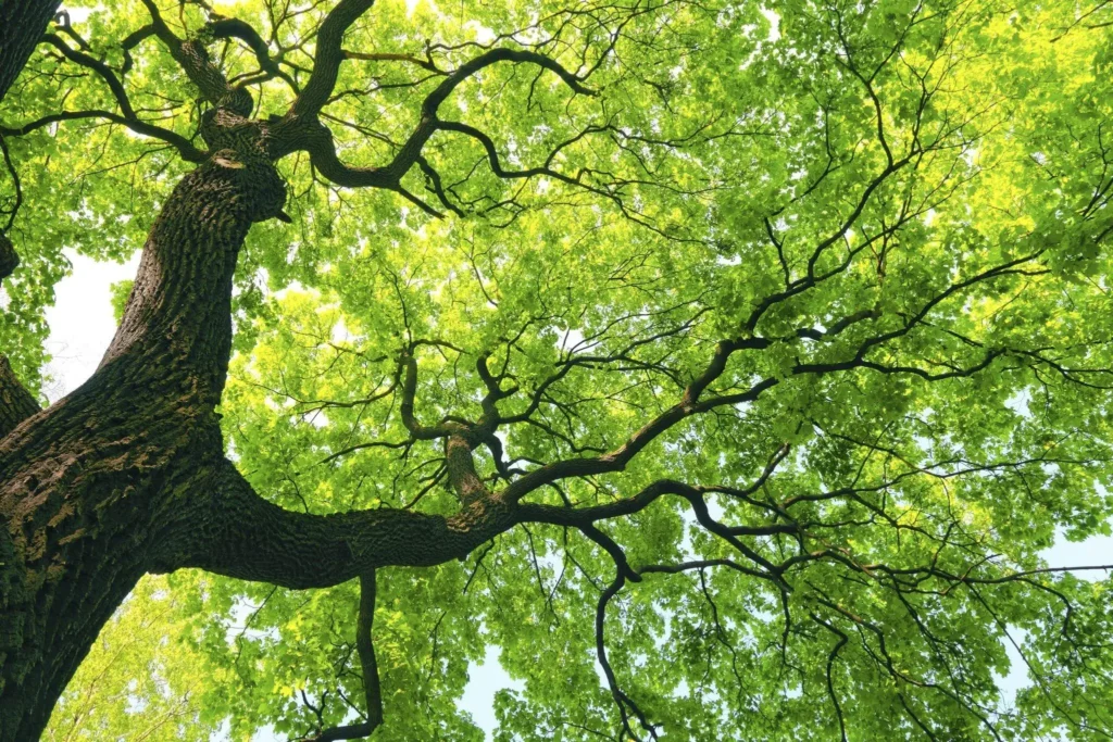 Building Responsibly Mitigating Impact on Tree Health