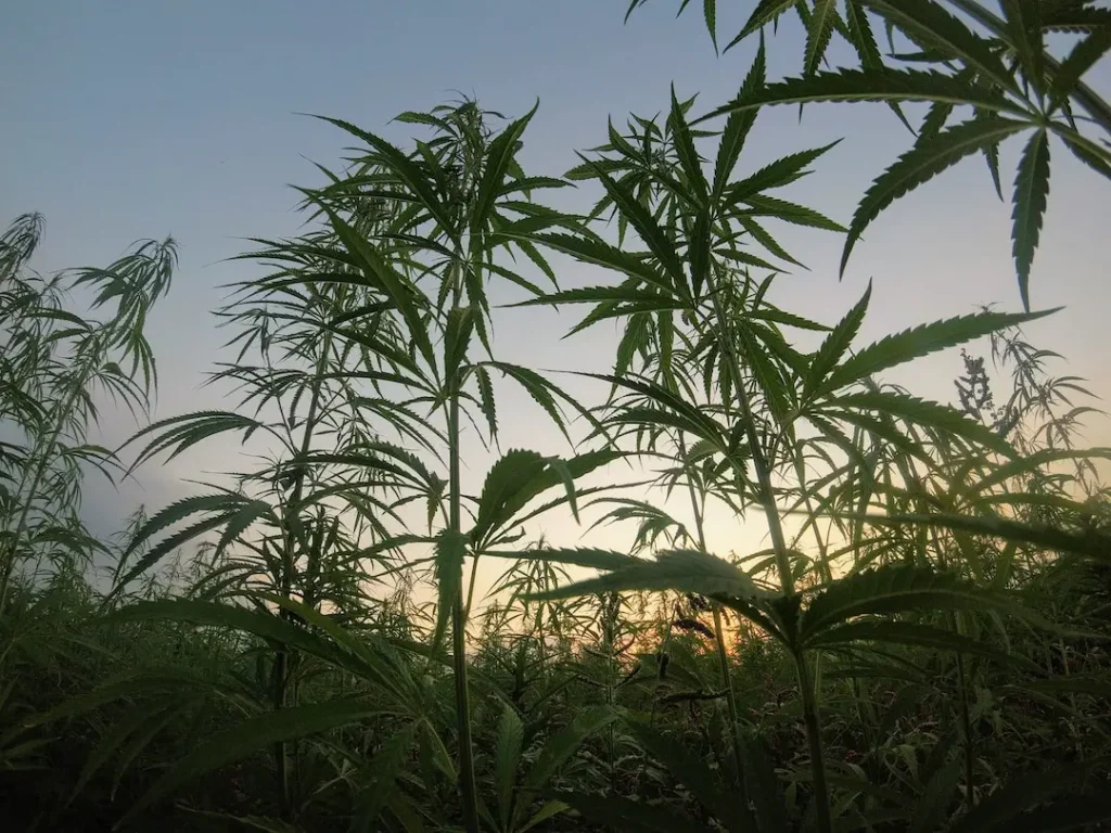 Application and Usage HEMP