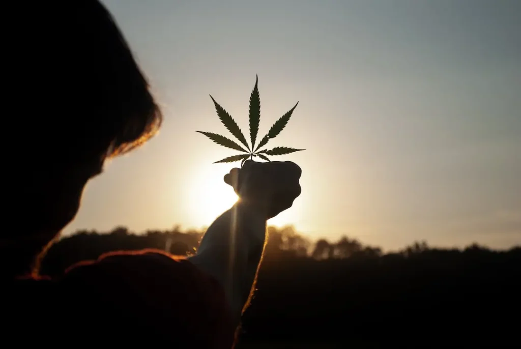 Composition of Hemp Skin Care Products