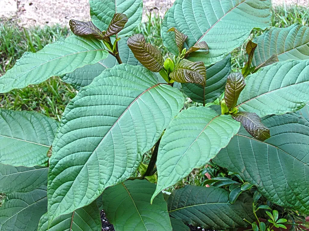 The Various Strains of Kratom