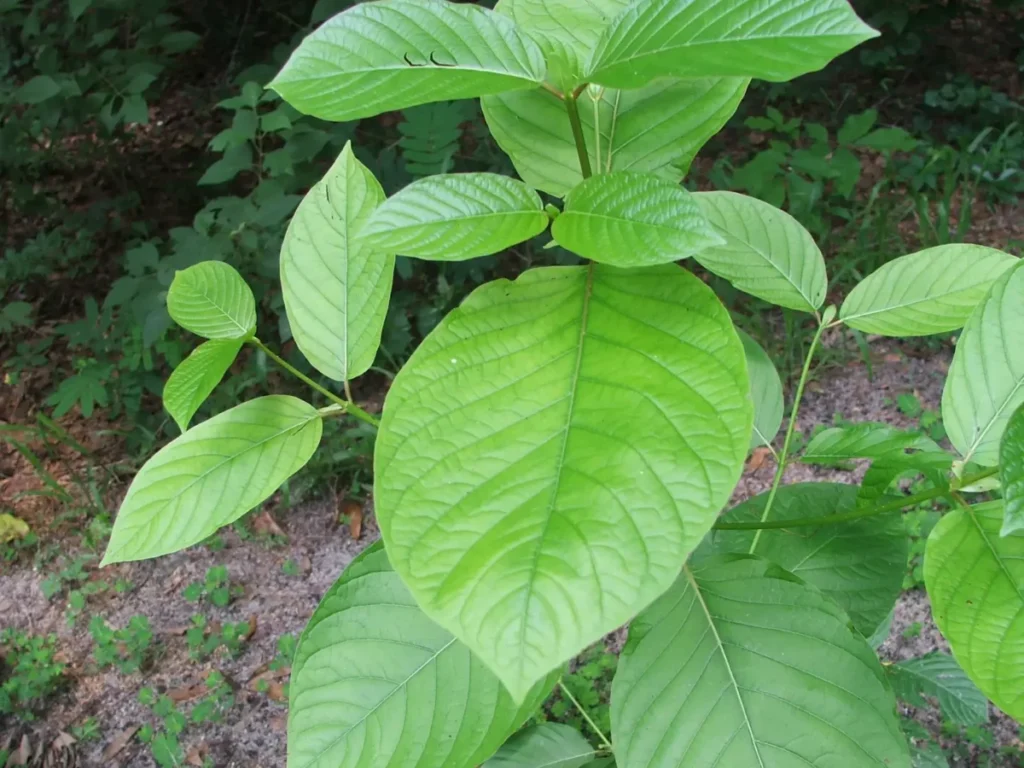 Understanding the Basics of Kratom